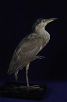 藏品(夜鷺)的圖片